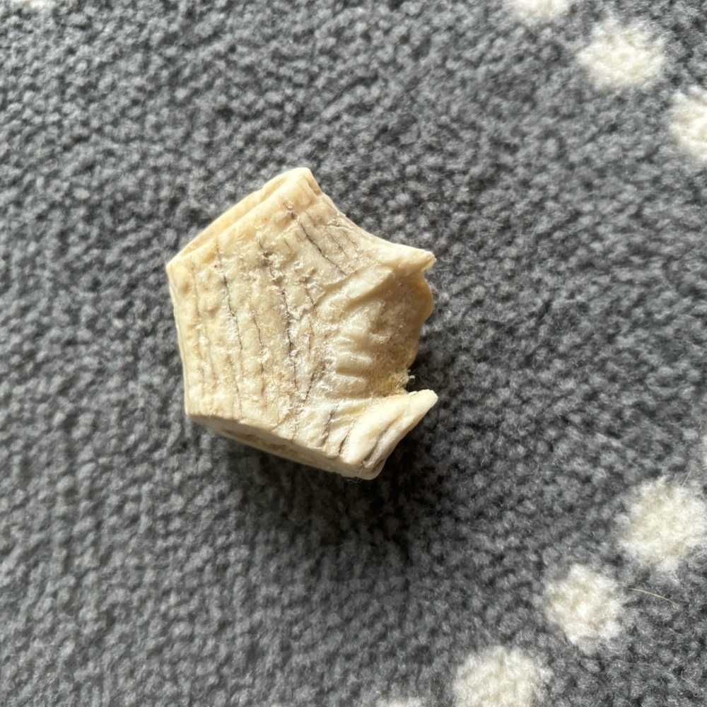 Antler Chew for Small Dog